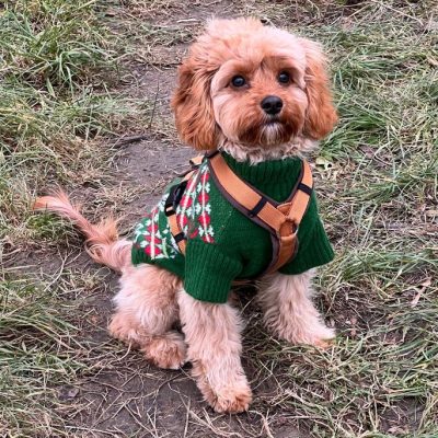 Cavapoo 12_24_1